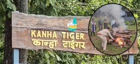 kanha national park कान्हा नेशनल पार्क में तीन बाघों की आपसी संघर्ष में मौत