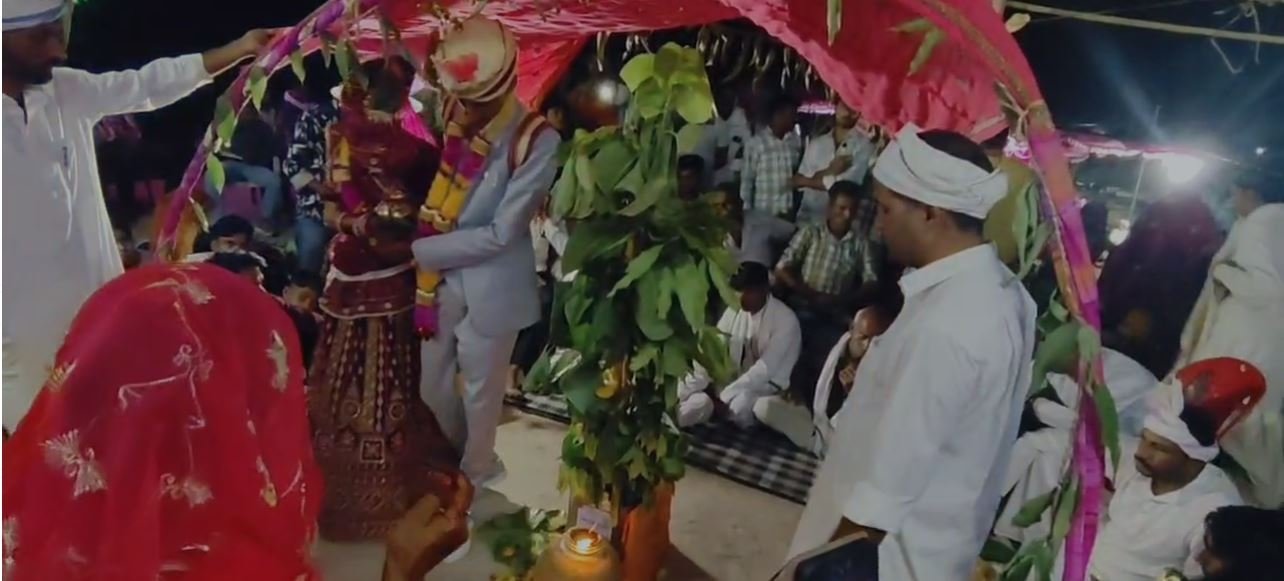 karauli news करौली में धराडी परंपरा के तहत अनोखी पर्यावरणीय शादी बरगद के पौधे को बनाया साक्षी