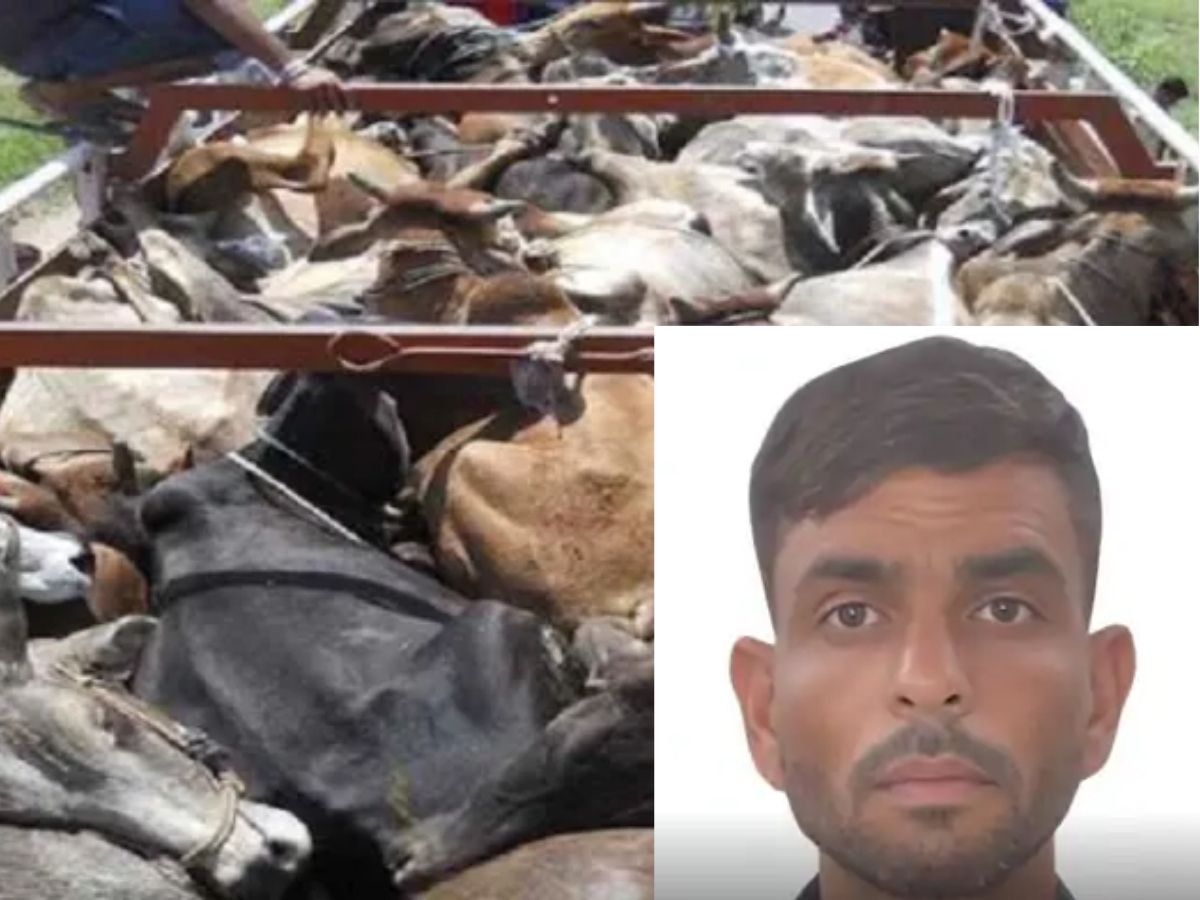 सहारनपुर में गोहत्या करने वाला 1 लाख का इनामी शहजाद एनकाउंटर में ढेर