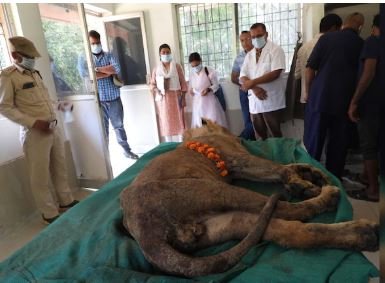 lion bhima died चिड़ियाघर में "शेर भीम" की हुई मौत