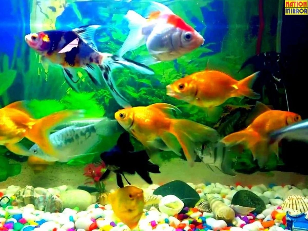 lucky fish vastu tips घर में रखें ये मछलियां आएगी सुख-समृद्धि