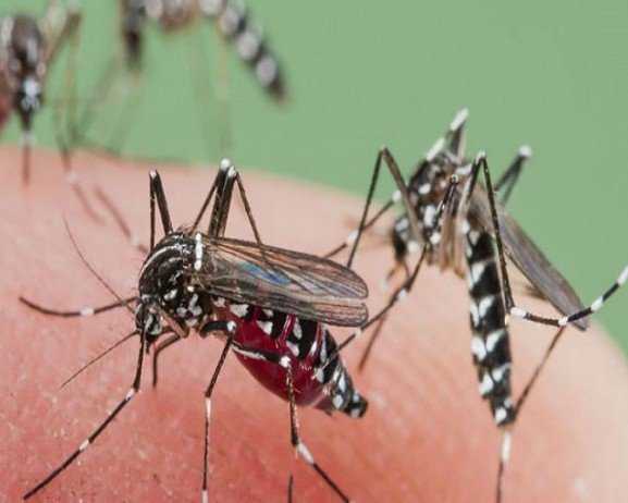 malaria symptomsprevention मलेरिया कैसे फैलता है जानिए इसके लक्षण कारण और उपचार