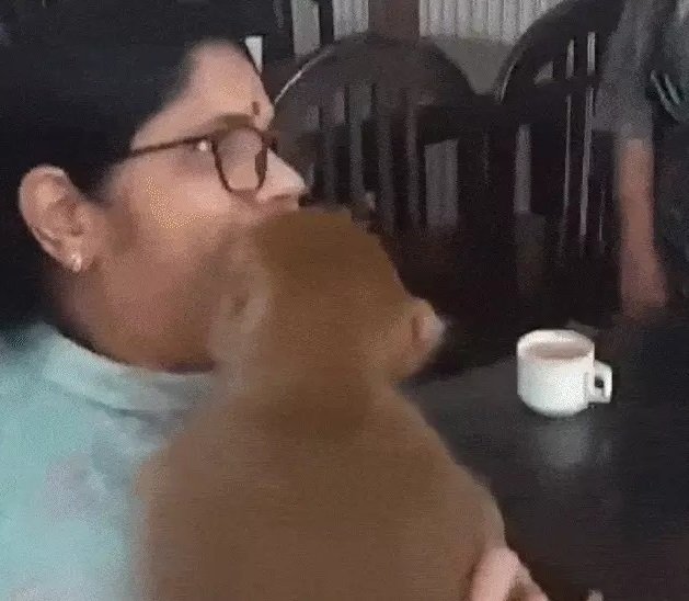 viral video   बंदर राम की धुन पर नाचने लगे फिर उसे गले लगा लिया 