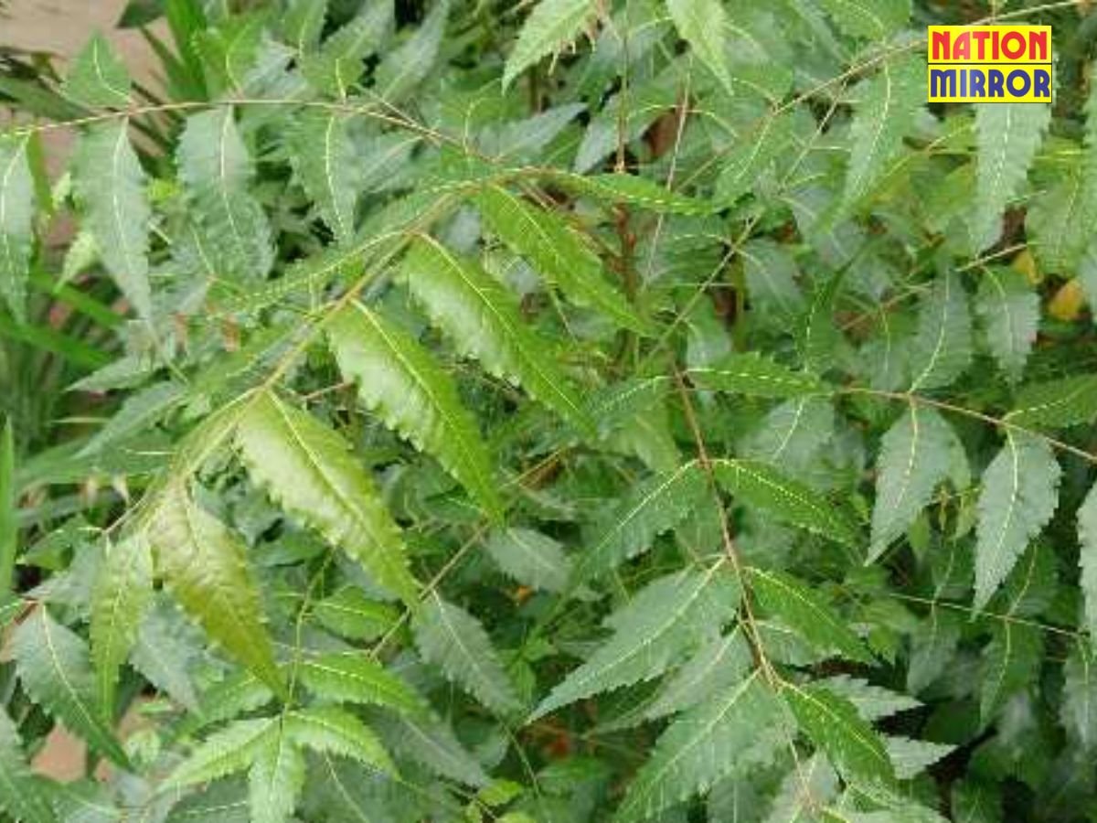 neem ke fayde औषधीय गुणो से भरपूर नीमजानिए फायदे
