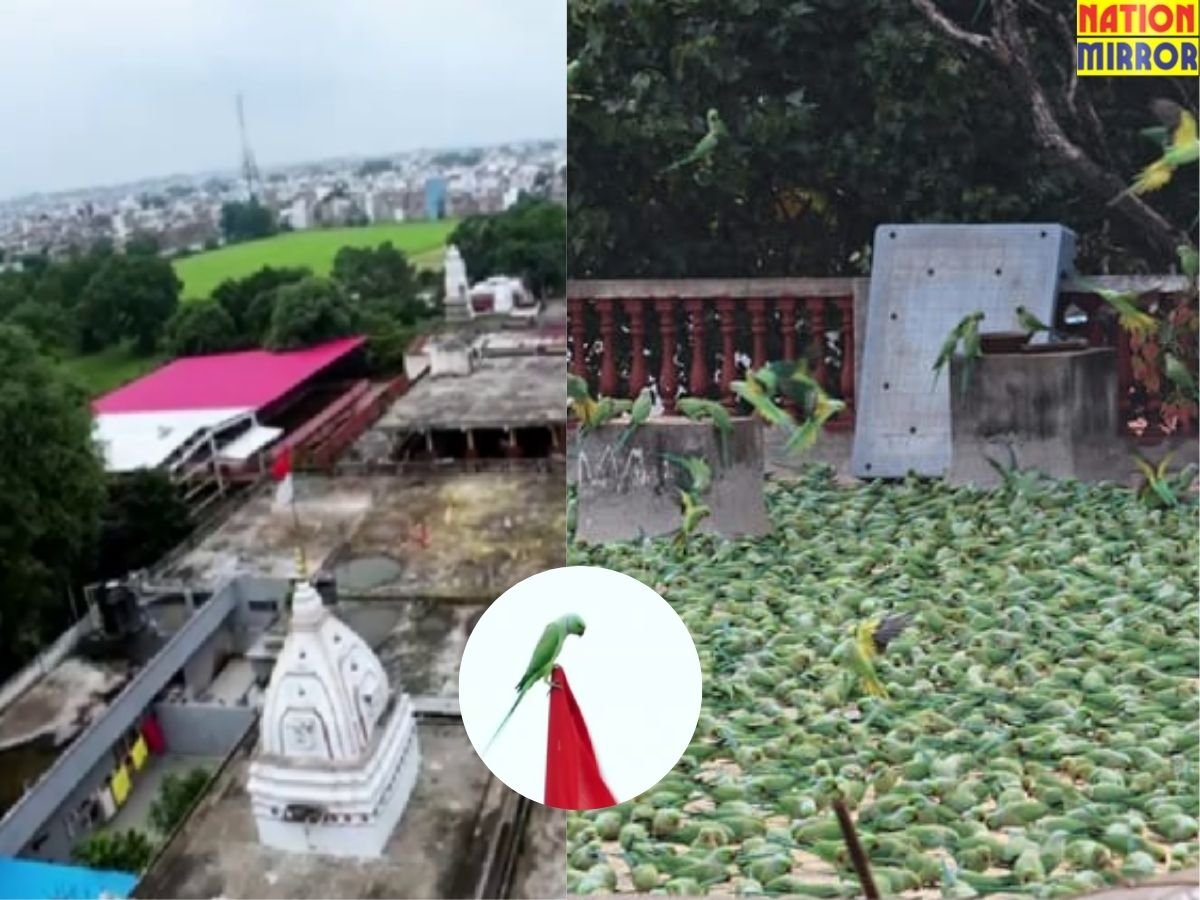 pamchkuian temple mp ऐसा राम मंदिर जहां प्रतिदिन हजारों की संख्या में आते हैं तोते