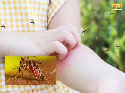 prevention of dengue-malaria मच्छरों से बचने के लिए अपनाएं ये असरदार घरेलू उपाय