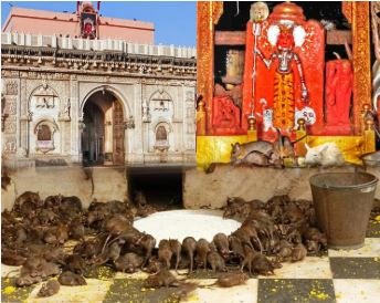 rat temple india इस जगह है चूहों का मंदिर मान्यता जान हो जाएंगे हैरान
