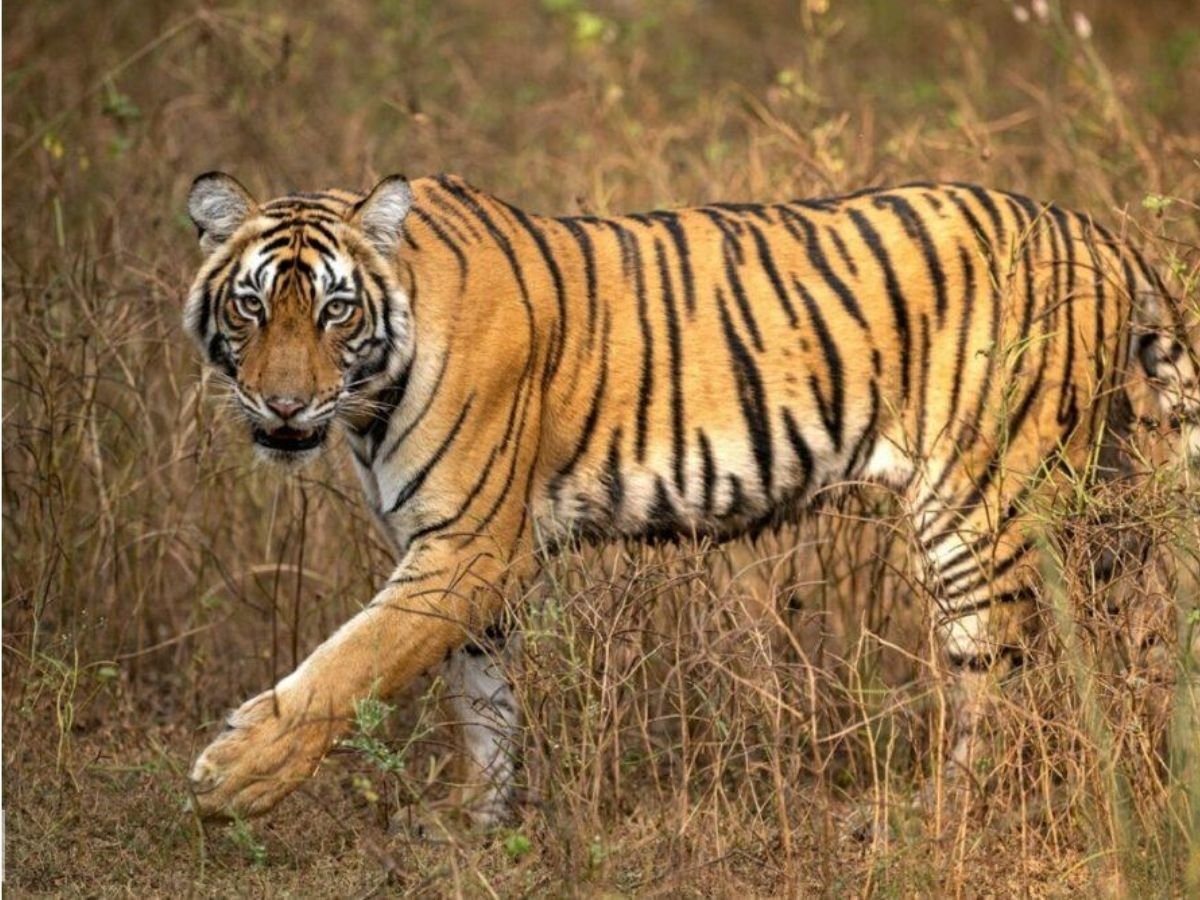 rajasthan news  राजस्थान के मुकंदरा टाइगर रिजर्व में बाघों की संख्या बढ़ाने की तैयारी