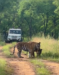 panna tiger reserve आज से पर्यटकों के लिए खुला पन्ना टाइगर रिजर्व