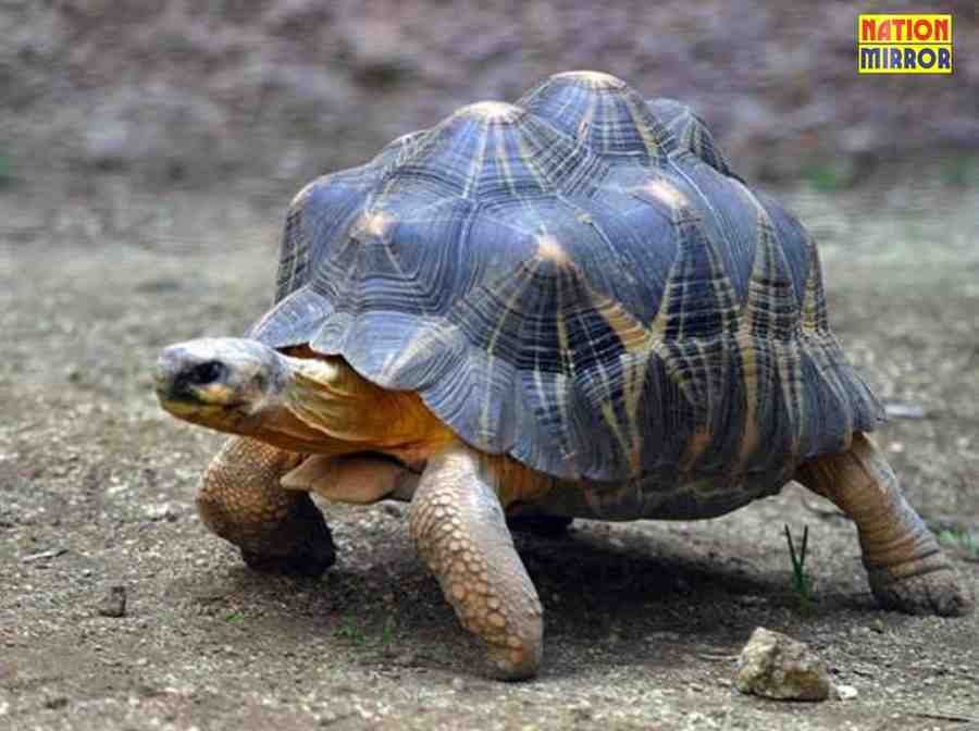 tortoise at home lucky or unlucky जानिए कछुए को घर में रखना शुभ है या अशुभ