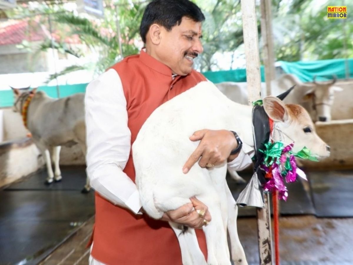 महालक्ष्मी व्रत पूजन के दिन मुख्यमंत्री निवास की गौशाला में जन्मी बछिया ‘कमला’ सीएम डॉ मोहन यादव ने तिलक लगाकर भव्य स्वागत किया