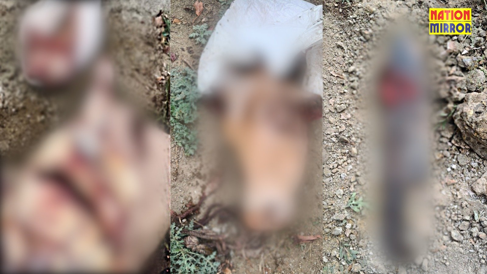 cow slaughter in bhopal भोपाल के पलासी में गौवध का सनसनीखेज मामला छह टुकड़ों में मिली गाय – पुलिस ने दर्ज की fir