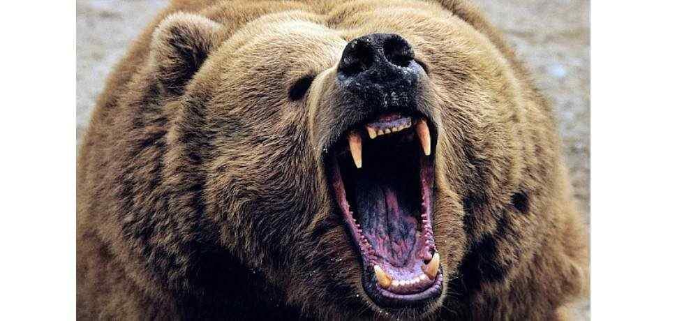 bear attack update उत्तरकाशी में एक महीने में भालु का 11वां हमला