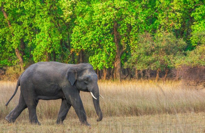 bandhavgarh elephants deaths seven elephants found dead in bandhavgarh tiger reserve madhya pradesh