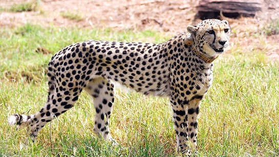 project cheetah कूनो राष्ट्रीय उघान में चीतों की संख्या बढ़कर हुई 32