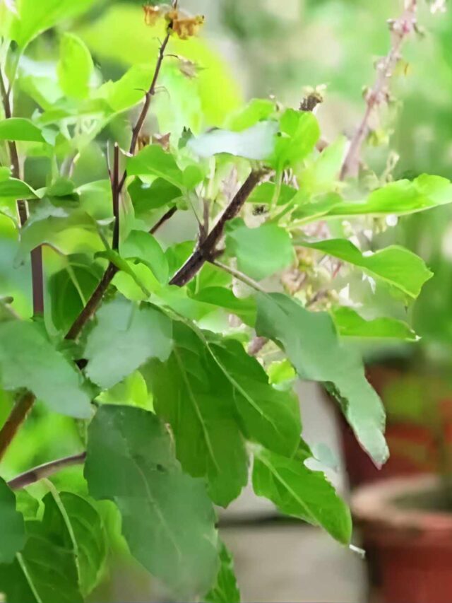 tulsi consumption benefits जानें आंगन में तुलसी लगाने का महत्व और तुलसी सेवन का सही तरीका तुलसी खाने के फायदें