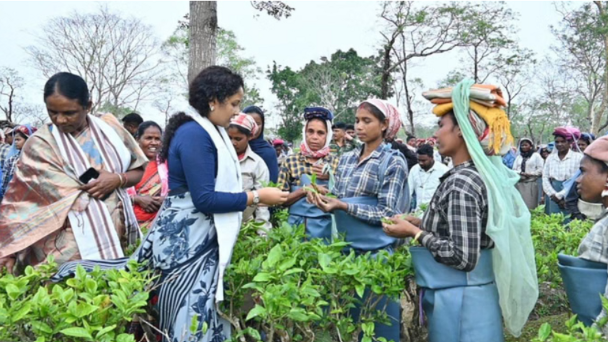 असम चुनाव में चाय बागानों तक पहुंची सियासत झारखण्ड सीएम हेमंत और कल्पना सोरेन ने मजदूरों संग बिताया वक्त