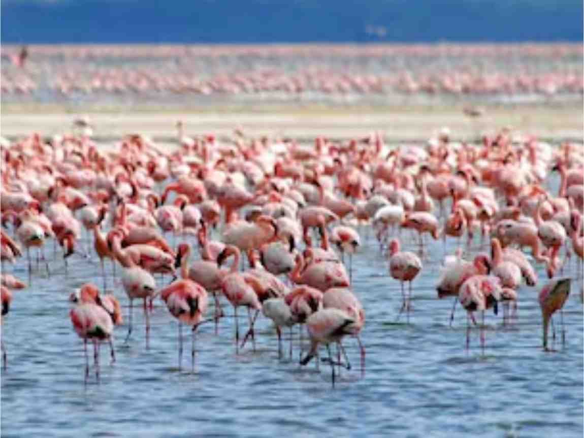 सांभर झील में अठखेलियां करते गुलाबी फ्लेमिंगो