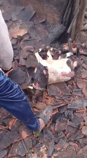 सुमेरपुर घर में लगी आगघरेलू समान जलकर राख और सात बकरियों की जलकर हुई मौत