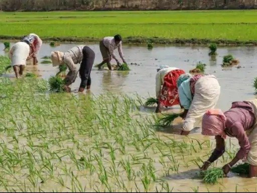  किसानों के लिए खुशखबरी  धान कपास अरहर समेत 14 फसलों के दाम बढ़े