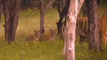 panna tiger reserve पन्ना टाइगर रिजर्व से आई खुशखबरी