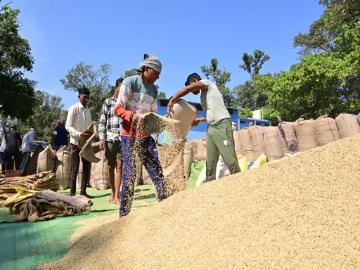 raipur  छत्तीसगढ़ में धान खरीदी ने पकड़ी रफ्तार