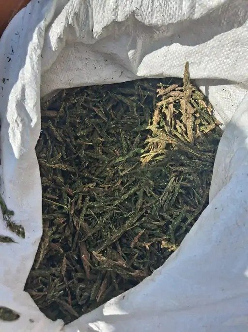 mahasamund ganja baramad नारकोटिक्स विभाग ने महासमुंद के पास से करोड़ो का गांजा किया जब्त