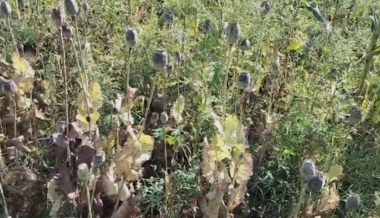 दुर्ग में नेताजी के खेत में अफीम की खेती का खुलासा भूपेश बघेल ने कहा-विधानसभा में उठाएंगे मुद्दा