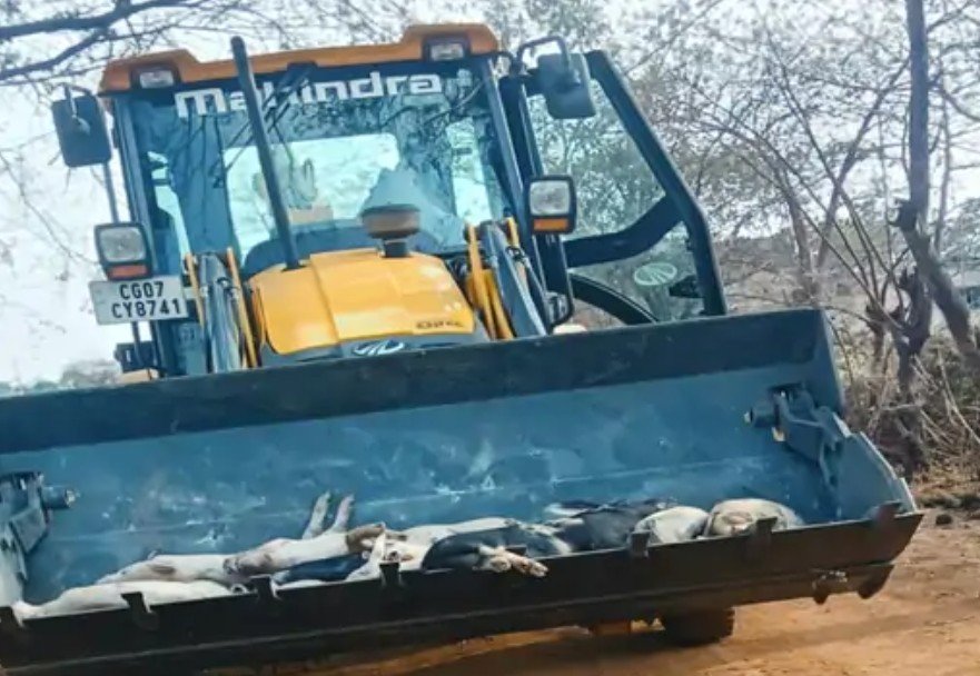 छत्तीसगढ़ में वर्ड फ्लू के बाद अफ्रीकन स्वाइन फीवर का कहर  300 सूअरों की मौत 150 को इंजेक्शन देकर मारा 