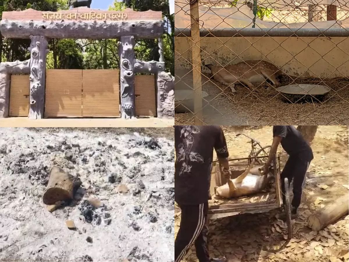 आवारा कुत्तों के हमले से 15 हिरणों की मौतरेंजर अक्षपलक ऋषि को नोटिस जारी