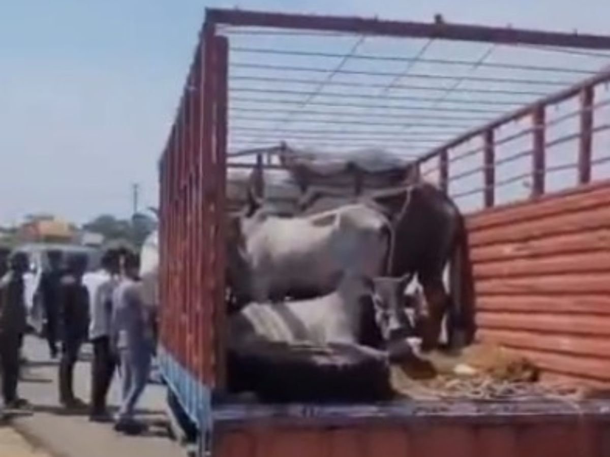 इंदौर बायपास पर पकड़ाई मवेशियों से भरी गाड़ी7 मवेशी मौजूद