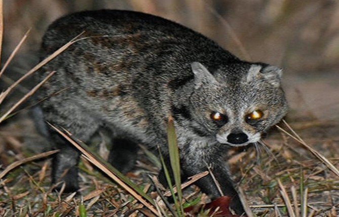 सिवनी में घर में घुसा कब्रों का शिकारी वन विभाग ने कबर बिज्जू का किया रेस्क्यू