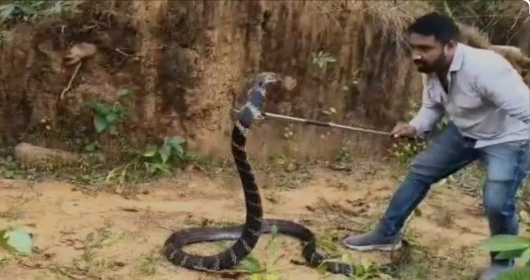 snake rescue कोरबा में किंग कोबरा 13 फीट के कोबरा को देख ग्रामीणों में भगदड़