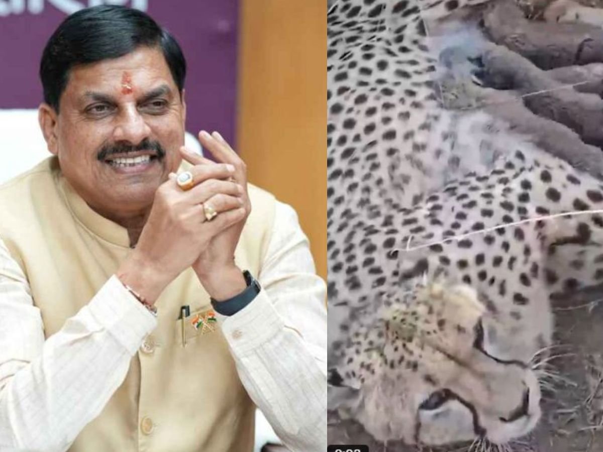 कूनो नेशनल पार्क में ज्वाला चीता ने दिया 5 शावकों को जन्मcm डॉ मोहन ने जताई खुशी