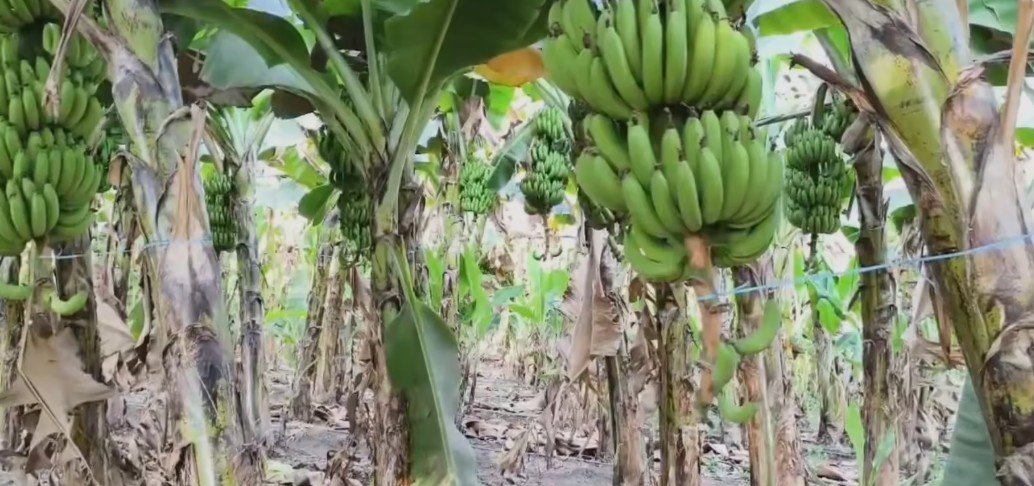 ईरान-इजराइल तनाव का असर निमाड़ के केले के दाम आधे निर्यात ठप