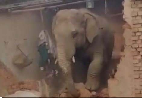 elephant attack रायगढ़ में गजराज का आतंक 3 की ले ली जान मौत