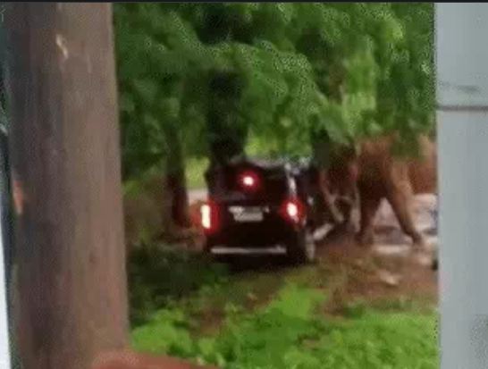 jashpur गाड़ी पर निकला गजराज का गुस्सावन विभाग की स्कॉर्पियो को मारी टक्कर