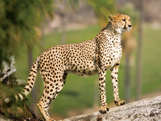 cheetah project नए साल पर मिलेगी बोत्सवाना से चीतों की सौगात