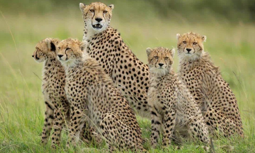 kuno cheetah terro चीता फैमिली का बीहड़ में आतंक 5 बकरियों को बनाया शिकार