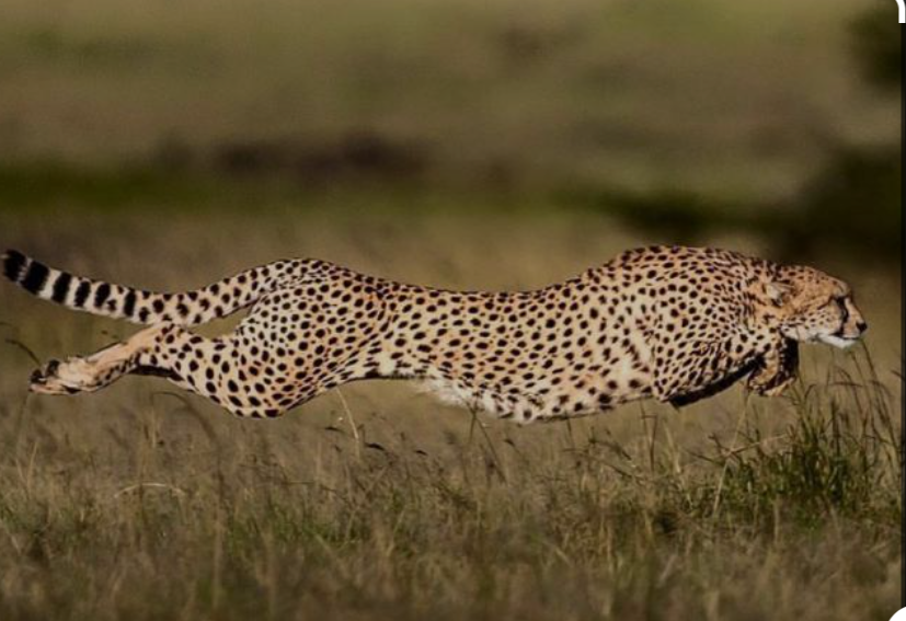 cheetah safari  मध्य प्रदेश में चीता सफारी की शुरुआत कूनो नेशनल पार्क में खुली जीप में देख सकेंगे पर्यटक