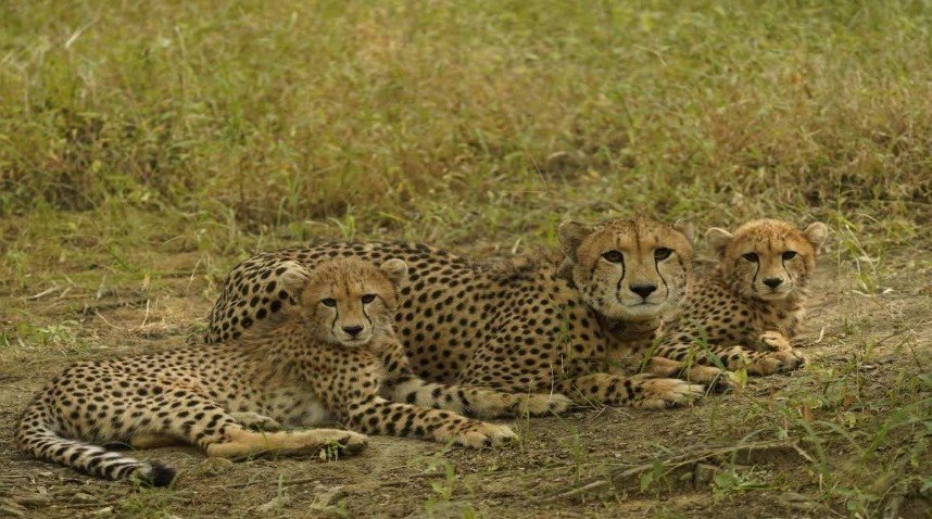 बोत्सवाना से आए 9 चीते हुए आजाद कूनो में 9 चीतों का क्वारंटाइन पूरा