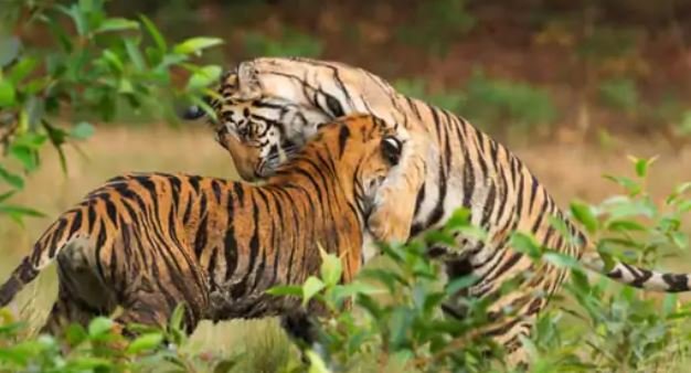 kanha tiger reserve जल्द खुले जंगल में दहाड़ेंगी जय-वीरू की जोड़ी अनाथ शावकों को मिली नई जिंदगी