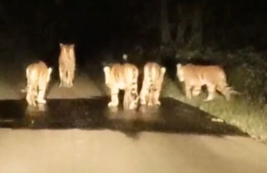 pench tiger reserve आगे मॉम पीछे 4 बच्चे… सिवनी के जंगल में बाघिन की नाइट वॉक