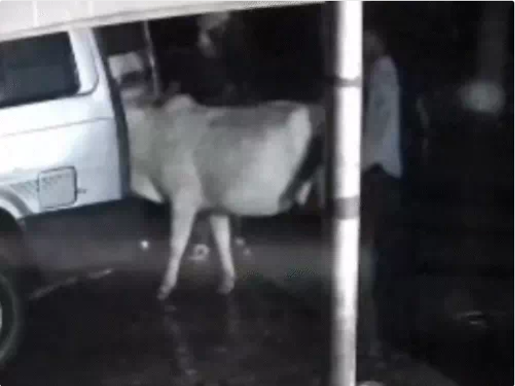 raigarhटाटा सूमो से गाय की चोरी15 मिनट में 3 जर्सी गाय गाड़ी में ठूसकर ले गए चोर