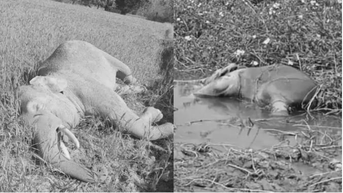 रायगढ़ में करंट से 2 हाथी शावकों की मौत लापरवाही पर उठे सवाल