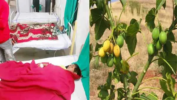 damoh news मूंगफली समझ कर खा लिए जहरीले बीज  51 बच्चे बीमार पुलिस ने मुनादी कर की अपील