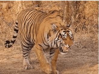 ratapani tiger death टाइगर स्टेट में खतरे में टाइगर लगातार हो रही बाघों की मौत चिंता