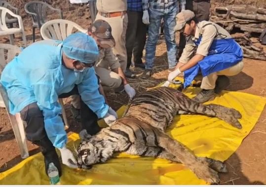 tigress bijli dies  छत्तीसगढ़ की बाघिन बिजली की वनतारा में मौत इलाज में देरी और ट्रैवल से गई जान उठे सवाल