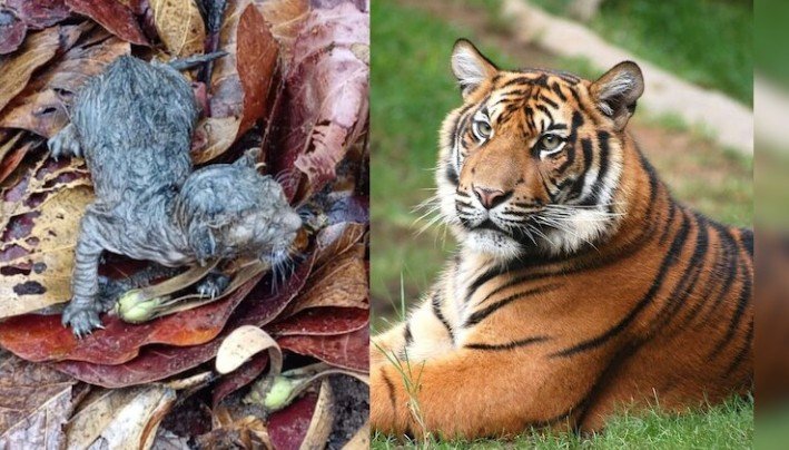 cg news  गुरु घासीदास टाइगर रिजर्व में गूंजी शावकों की किलकारी
