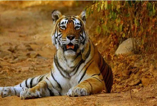 rani tigress  नहीं रही 21 शावकों को जन्म देने वाली मां रानी